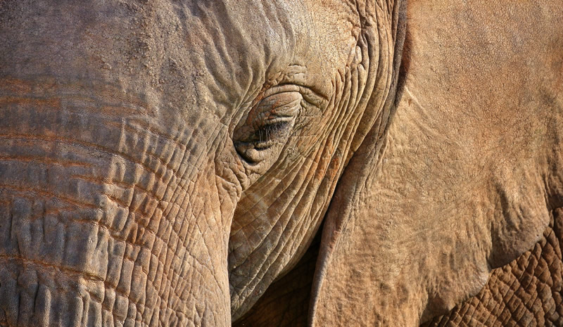 Elephant by Dustin Glaseman